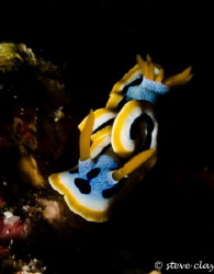 Chromodoris Annae by Steve Clay 